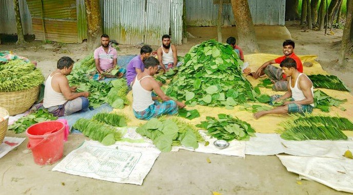 পানচাষে স্বাবলম্বী ছয়ঘরিয়ার চাষিরা